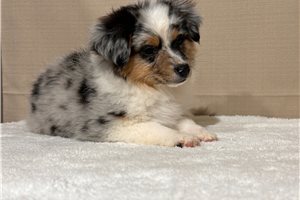 Slater - puppy for sale