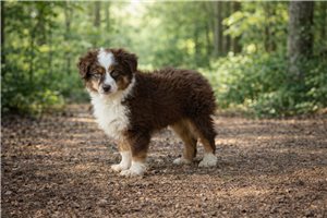 Garrison - Miniature Australian Shepherd for sale