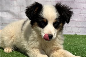 Muffin - puppy for sale