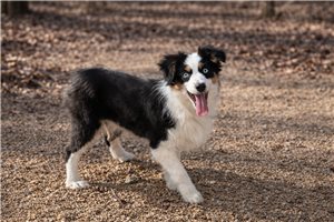 Amina - Miniature Australian Shepherd for sale