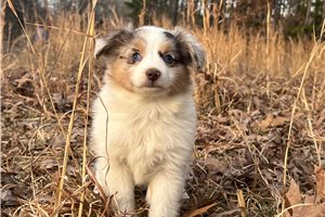Margo - puppy for sale