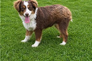 Garrison - Miniature Australian Shepherd for sale