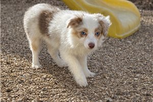 Amor - puppy for sale