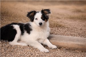 Amelia - Miniature Australian Shepherd for sale