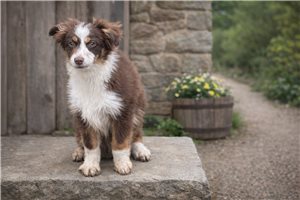 Garrison - Miniature Australian Shepherd for sale