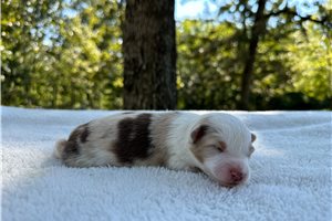 Fauna - puppy for sale