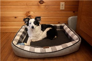 Amelia - puppy for sale