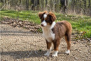 Garrison - Miniature Australian Shepherd for sale