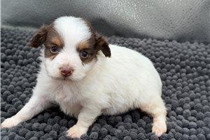 Kaylon - Miniature Australian Shepherd for sale
