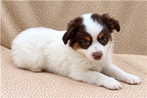 Kaylon - Miniature Australian Shepherd for sale