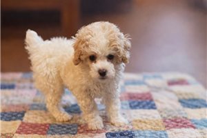 Brett - Poodle, Miniature for sale