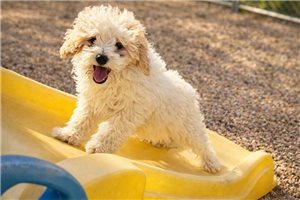 Brett - Poodle, Miniature for sale