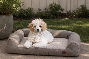 Brett - Poodle, Miniature for sale