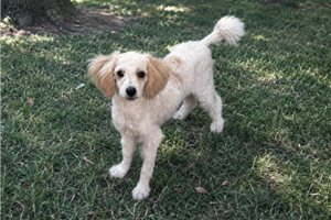 Brett - Poodle, Miniature for sale