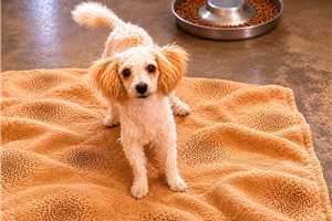 Brett - Poodle, Miniature for sale