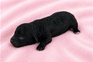 Loddie - puppy for sale