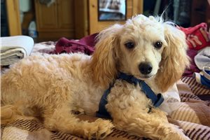 Luke - Poodle, Toy for sale