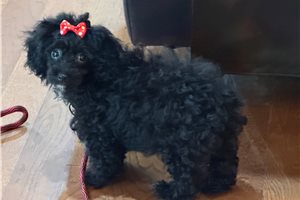 Loddie - Poodle, Toy for sale