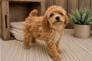 Luke - Poodle, Toy for sale