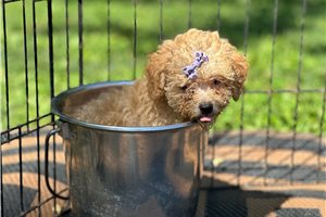 Lyla - Poodle, Toy for sale
