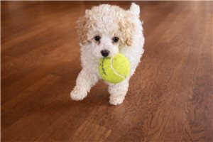 Brett - Poodle, Miniature for sale