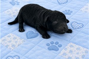 Lane - puppy for sale