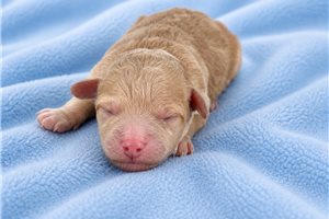 Luke - puppy for sale