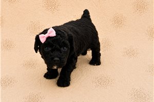 Loddie - Poodle, Toy for sale
