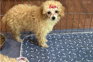 Lyla - Poodle, Toy for sale