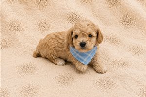 Luke - Poodle, Toy for sale