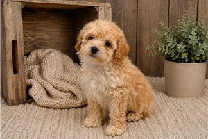 Lyla - Poodle, Toy for sale