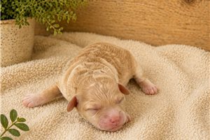 Lyla - Toy Poodle for sale
