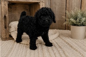 Lane - Toy Poodle for sale