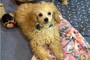 Luke - Poodle, Toy for sale