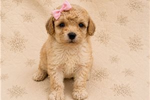 Lyla - Poodle, Toy for sale