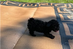 Loddie - Poodle, Toy for sale