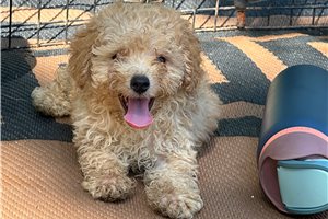 Luke - Poodle, Toy for sale