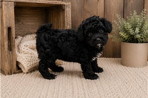 Loddie - Toy Poodle for sale