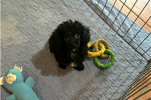 Loddie - Poodle, Toy for sale