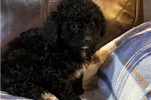 Loddie - Toy Poodle for sale
