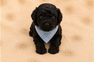 Lane - Poodle, Toy for sale