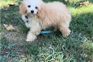 Luke - Poodle, Toy for sale