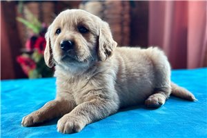 Neville - puppy for sale