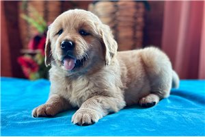 Noland - puppy for sale