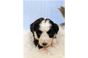 Brooklyn - Sheepadoodle for sale