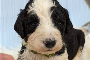 Brighton - Sheepadoodle for sale