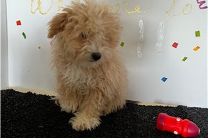 Pilot - puppy for sale