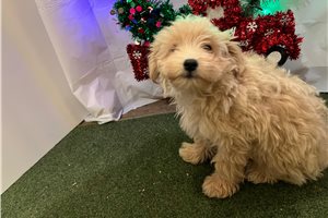 Poppet - puppy for sale