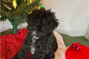 Bernard - Bernedoodle, Mini for sale