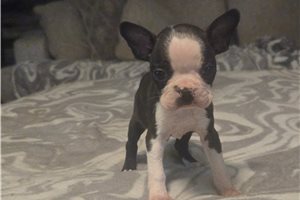 Bentley - Boston Terrier for sale